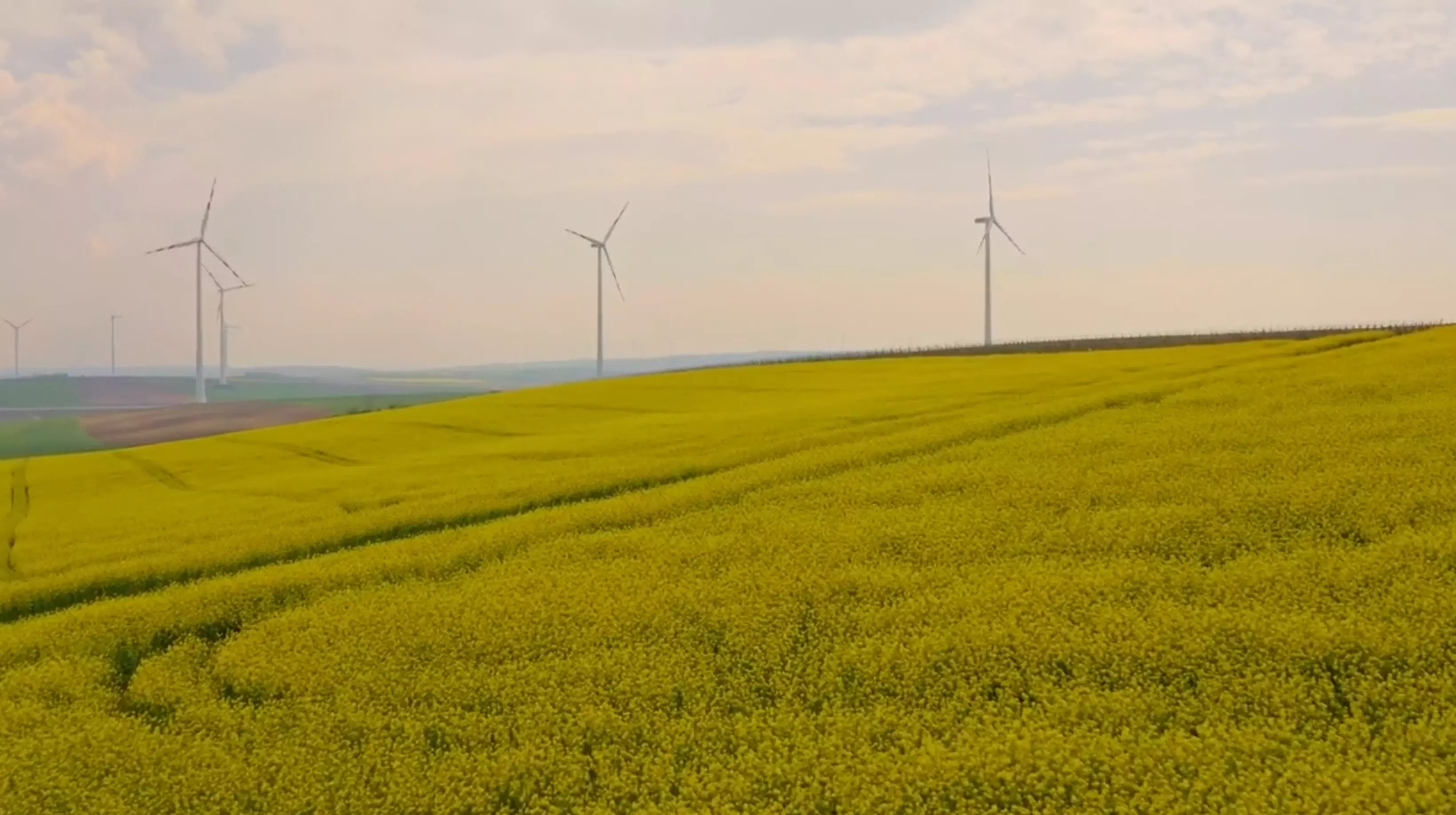 Ein Rapsfeld. Im Hintergrund sind Windkrafträder zu erkennen.